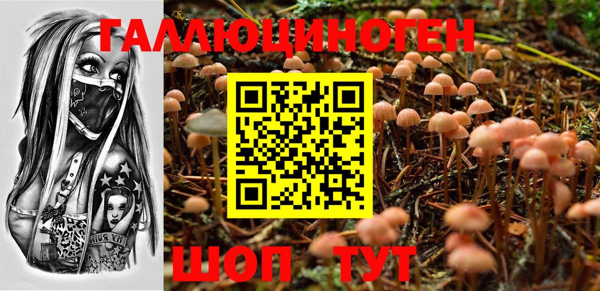 Будённовск  Псилоцибиновые грибы Cubensis  Вход с VPN 
